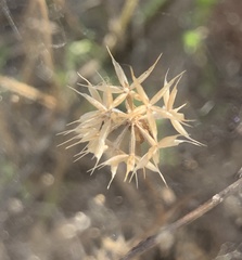 Microseris douglasii platycarpha