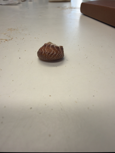 Fragum fragum observed 2026-10-23