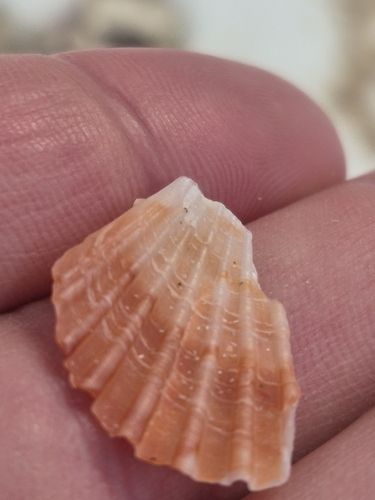 Pecten fumatus, 2026-10-23