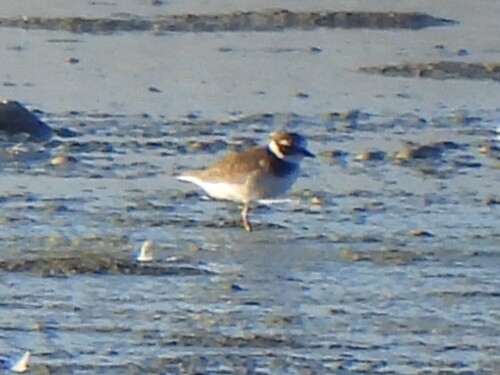 iNaturalist image