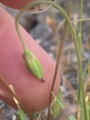 Microseris douglasii platycarpha