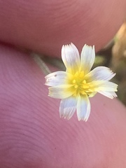 Microseris douglasii platycarpha