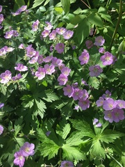 Geranium maculatum