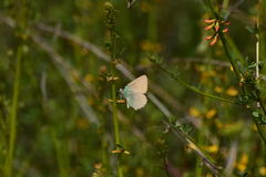 Callophrys