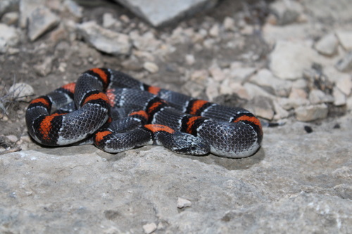 Gray-banded Kingsnake
