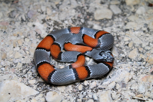 Gray-banded Kingsnake