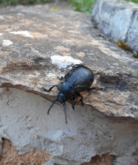 Timarcha tenebricosa