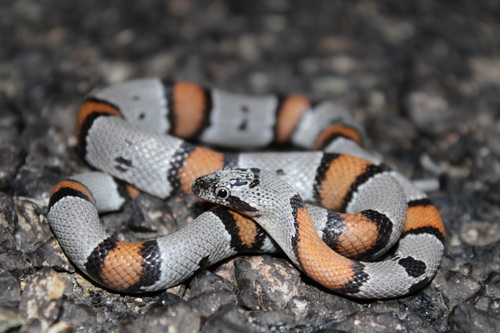 Gray-banded Kingsnake