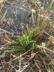 Microseris douglasii platycarpha