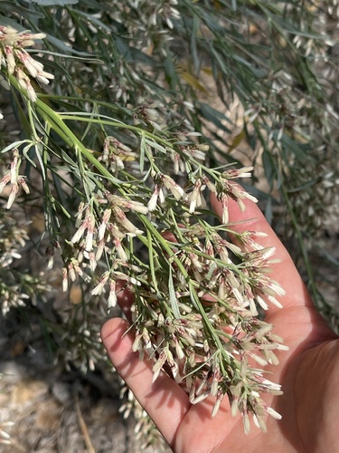 willow baccharis