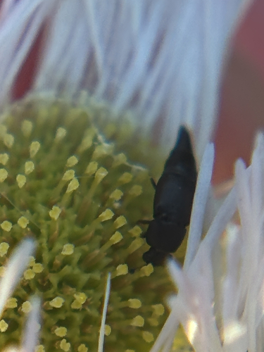 Obscure Sap Beetle