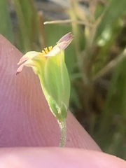 Microseris douglasii platycarpha