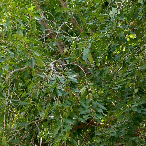 iNaturalist image