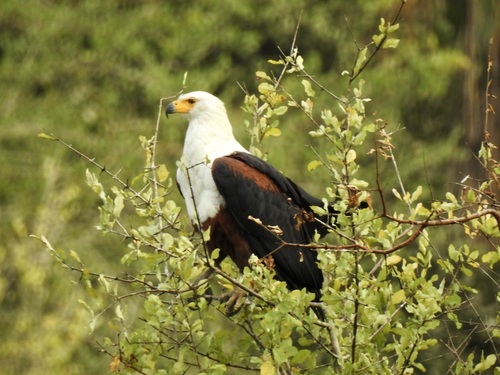 iNaturalist image