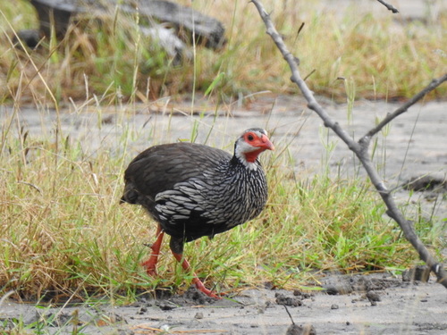 iNaturalist image