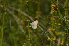Callophrys