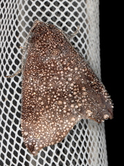 Bastilla hamatilis