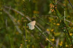 Callophrys