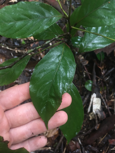 Endiandra observed 2026-10-23