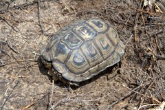 Chelonoidis chilensis