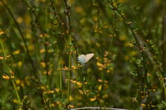Callophrys