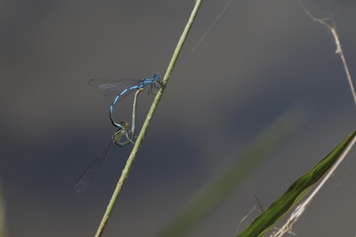 Erythromma lindenii