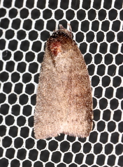 Austrocarea iocephala