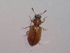 Paratenetus