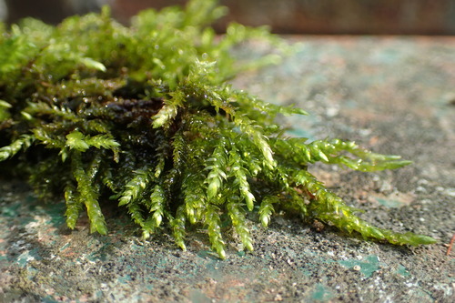 Brachythecium rivulare observed 2026-10-17