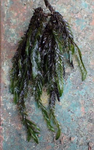 Fontinalis antipyretica observed 2026-10-17