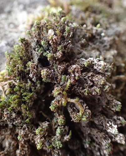 Encalypta streptocarpa observed 2026-10-17