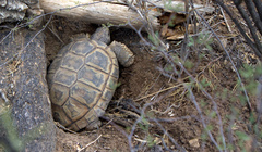 Chelonoidis chilensis