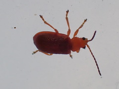 Tricholochmaea kalmiae