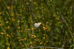 Callophrys