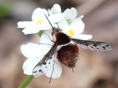 Bombylius pygmaeus