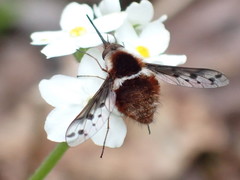 Bombylius pygmaeus
