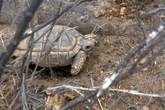 Chelonoidis chilensis