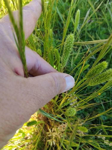 Rostraria cristata, 2026-10-20