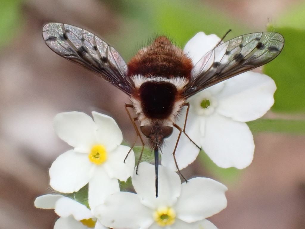 Pygmy Bee Fly