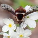 Pygmy Bee Fly - Photo (c) Claire Moxon-Waltz, some rights reserved (CC BY), uploaded by Claire Moxon-Waltz