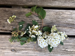 Spiraea × vanhouttei