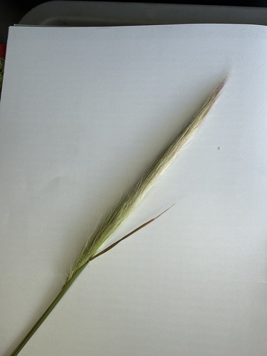 Dichelachne crinita observed 2026-10-23