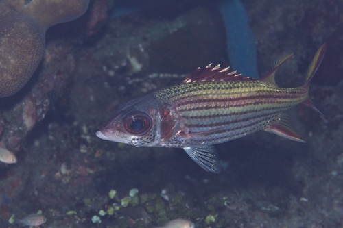 Neoniphon sammara observed 2026-10-19