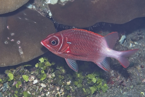 Sargocentron caudimaculatum observed 2026-10-18