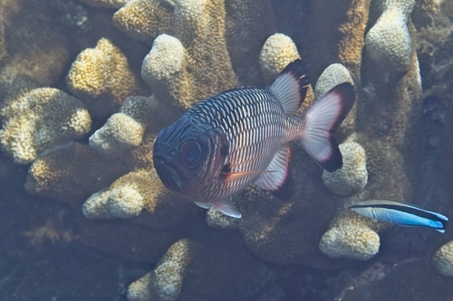 Myripristis adusta observed 2026-10-14