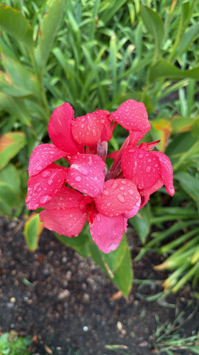 Canna glauca observed 2026-10-22