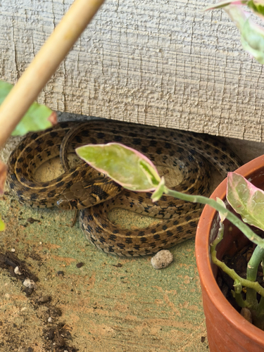 Checkered Garter Snake