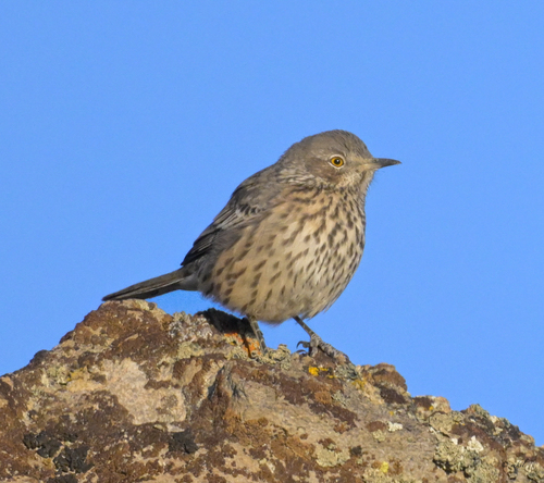 Sage Thrasher