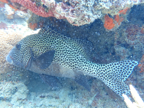 Plectorhinchus chaetodonoides observed 2026-10-22