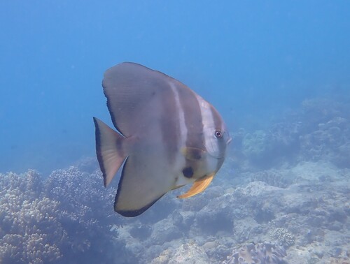 Platax teira observed 2026-10-22
